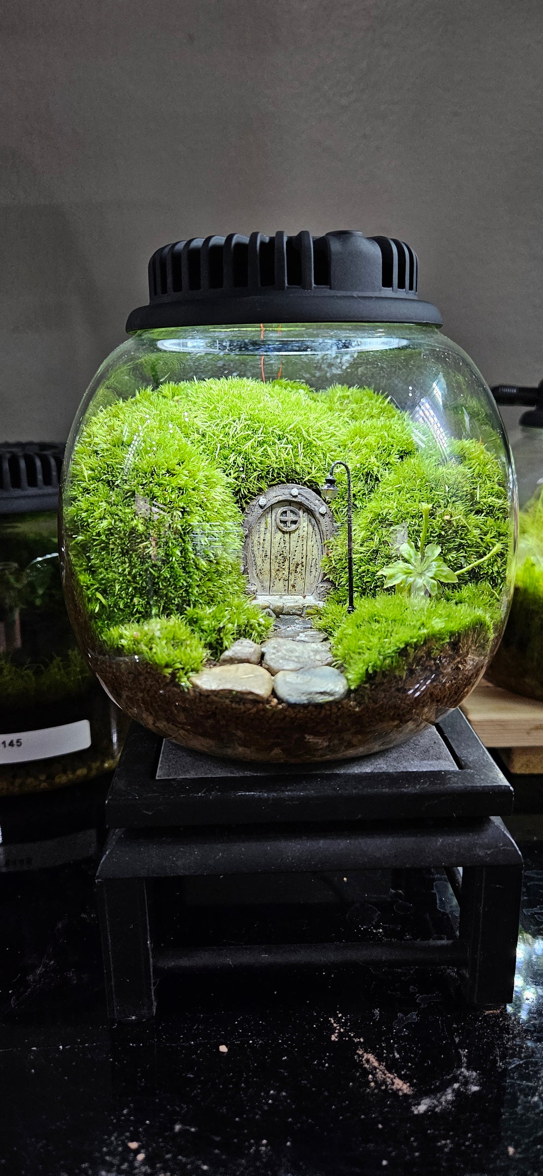 Mini Cushion Moss Terrarium