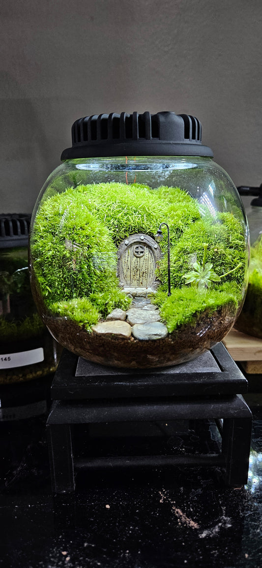 Mini Cushion Moss Terrarium