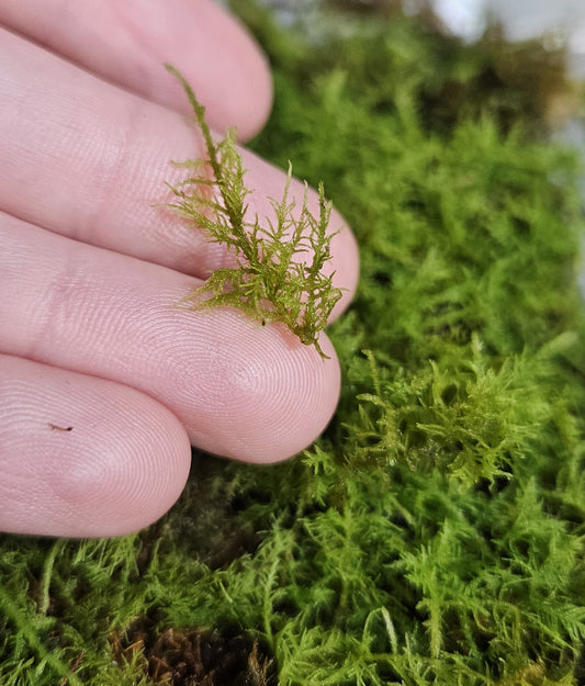 Fern moss
