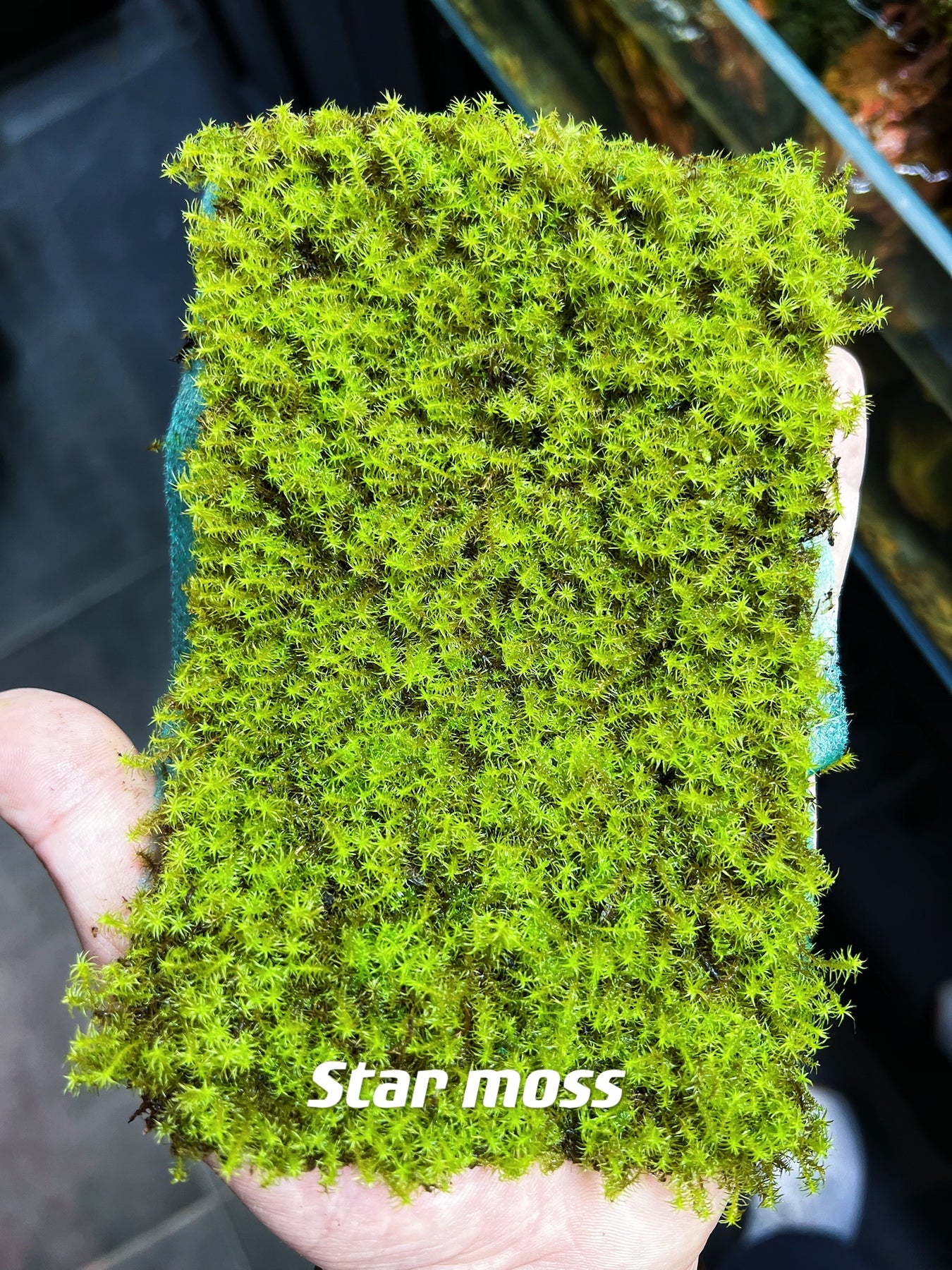 Live Clean and High quality planted Sheet Moss & Cushion Moss for Terrarium and Gardens *Cultivated Moss *