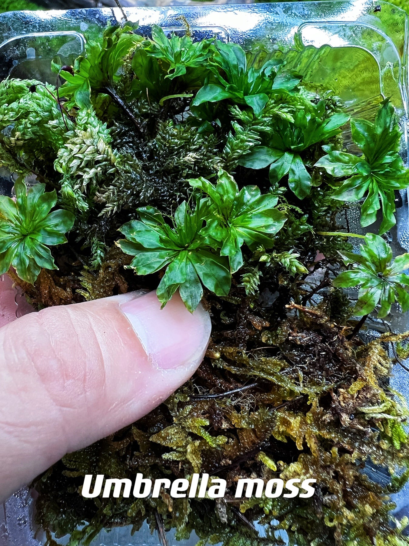 Live Clean and High quality planted Sheet Moss & Cushion Moss for Terrarium and Gardens *Cultivated Moss *