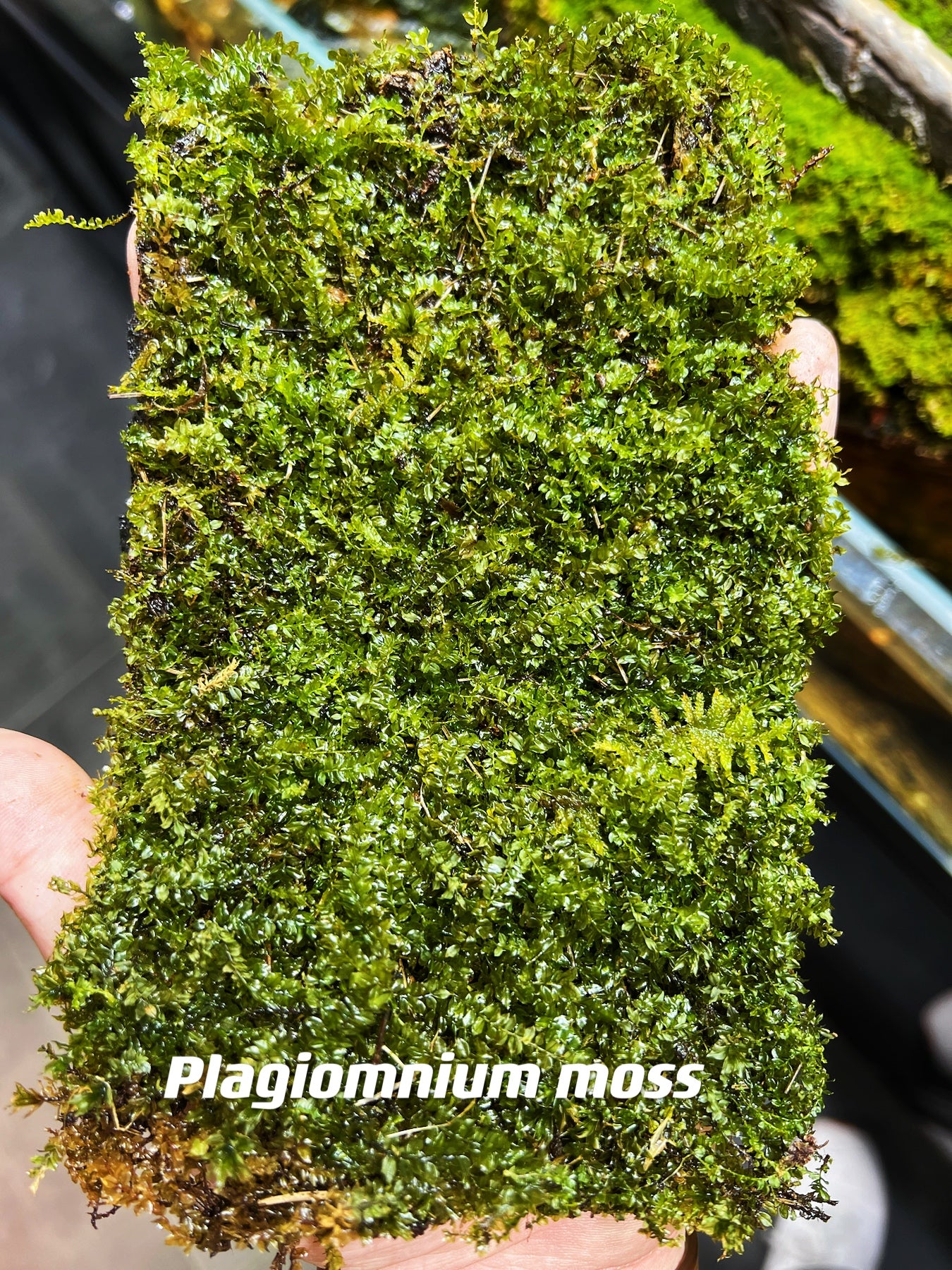 Live Clean and High quality planted Sheet Moss & Cushion Moss for Terrarium and Gardens *Cultivated Moss *