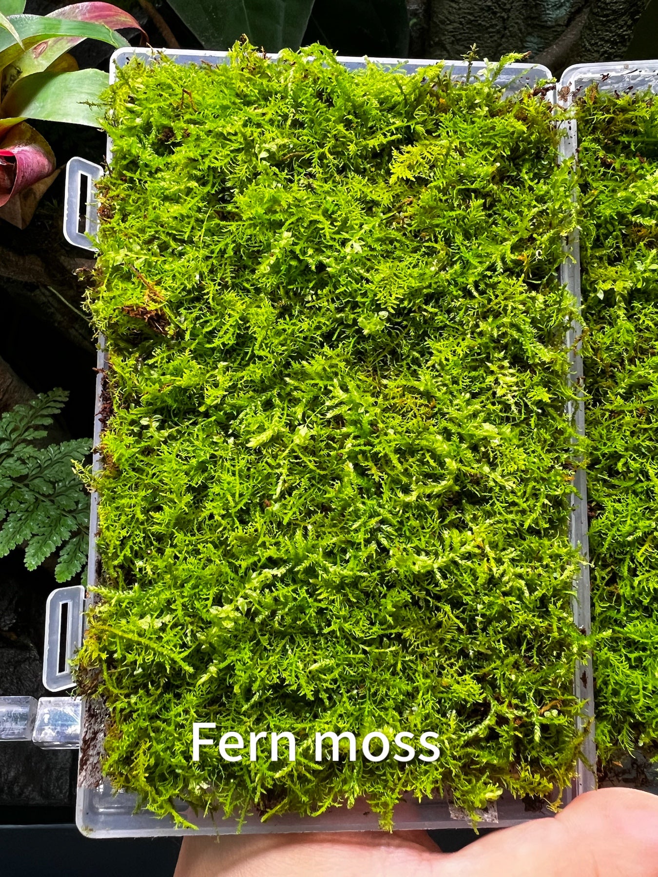 Live Clean and High quality planted Sheet Moss & Cushion Moss for Terrarium and Gardens *Cultivated Moss *