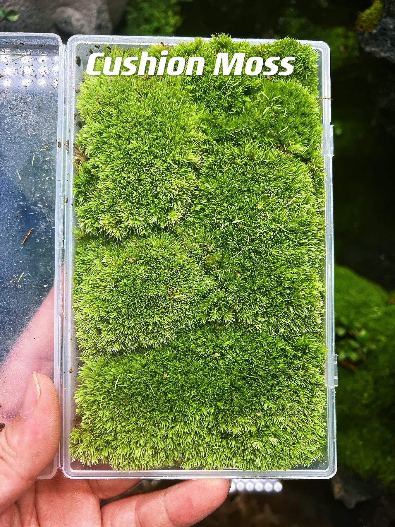 Live Clean and High quality planted Sheet Moss & Cushion Moss for Terrarium and Gardens *Cultivated Moss *