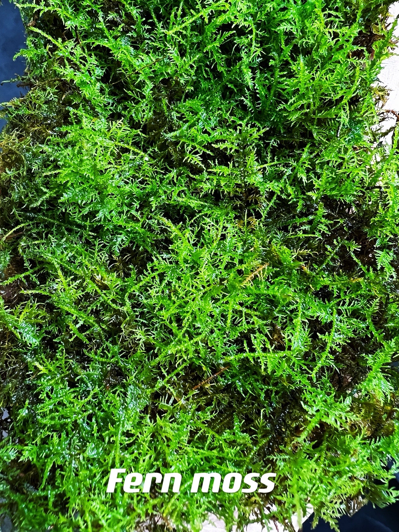Live Clean and High quality planted Sheet Moss & Cushion Moss for Terrarium and Gardens *Cultivated Moss *