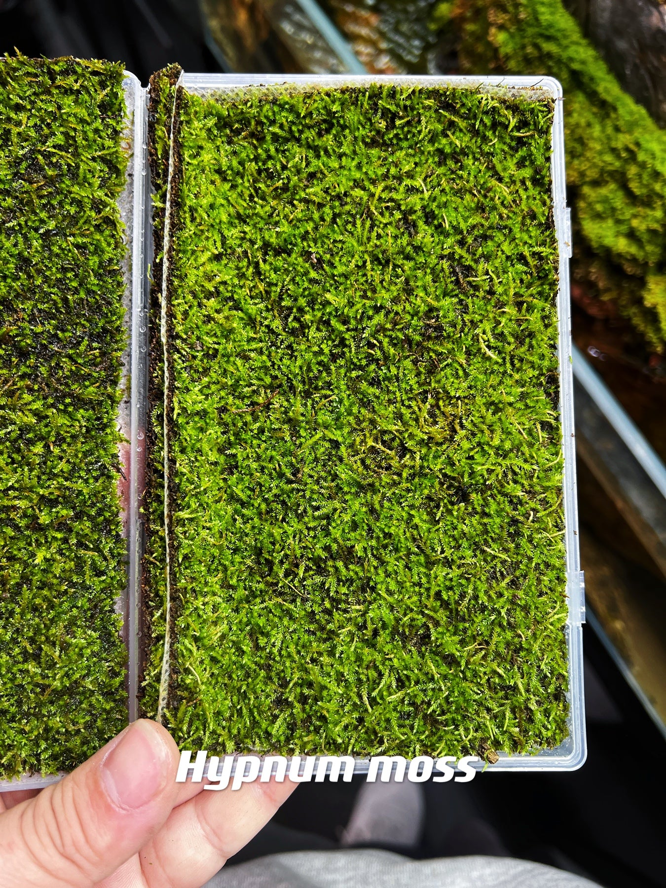 Live Clean and High quality planted Sheet Moss & Cushion Moss for Terrarium and Gardens *Cultivated Moss *