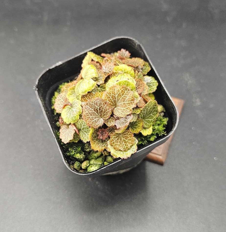 Micro Strawberry Begonia (Saxifraga stolonifera)