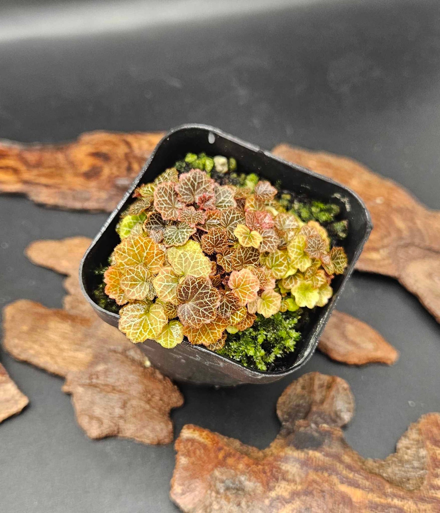 Micro Strawberry Begonia (Saxifraga stolonifera)