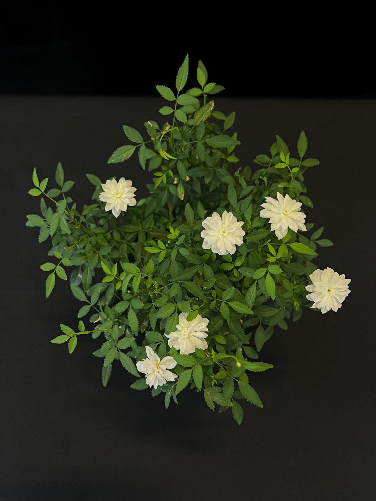 Mini Rose* Mirco Rose - Delicate White Blooms | Perfect for Miniscape & Terrarium Projects
