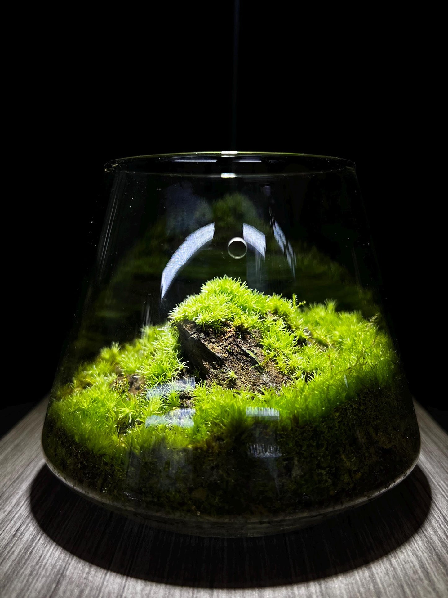 Propagate Cushion Moss Terrarium - 6-Month Natural Ecosystem | Premium Bioloark Glass Container