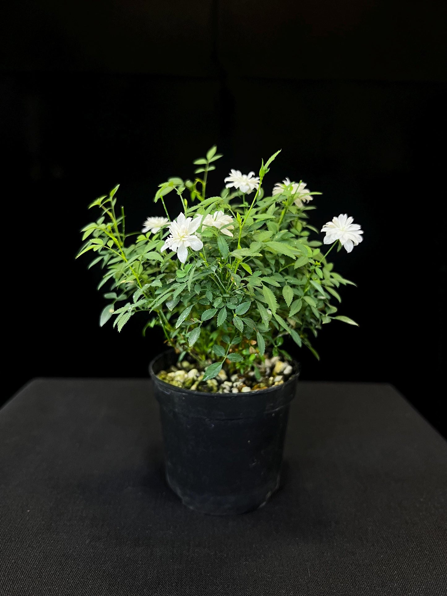 Mini Rose* Mirco Rose - Delicate White Blooms | Perfect for Miniscape & Terrarium Projects