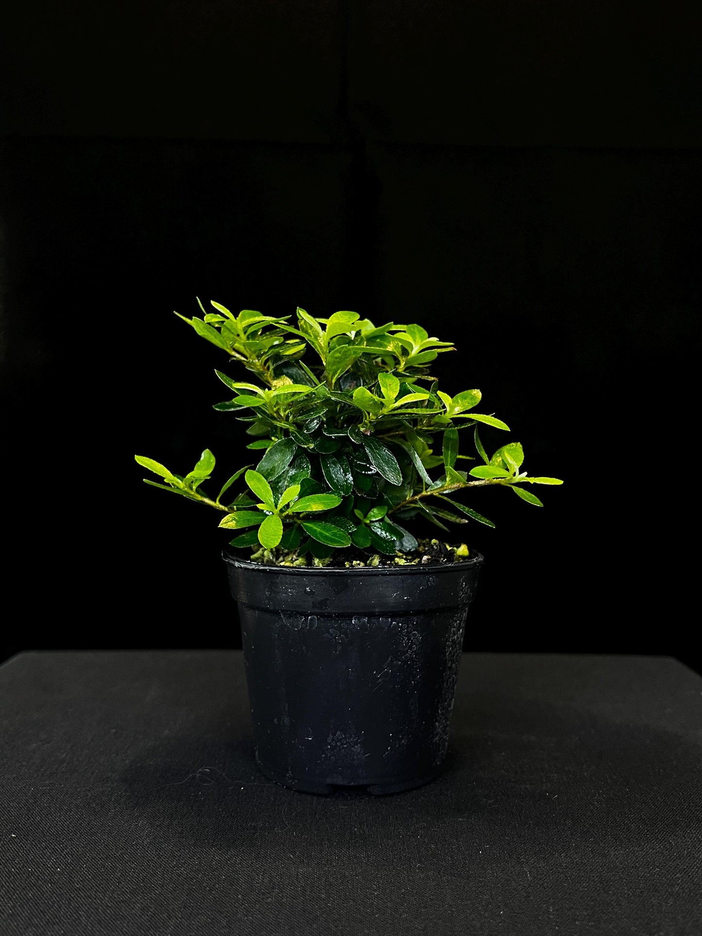 Saotume Azalea* Small Leaves Azalea* Flower | Terrarium Plants & Bonsai Specimen