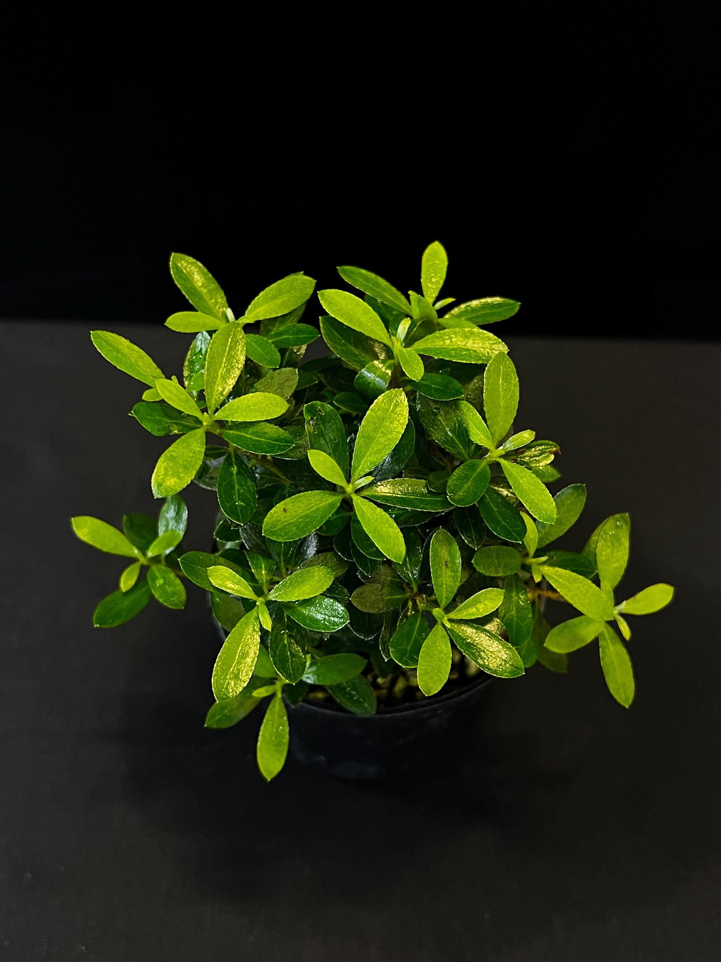 Saotume Azalea* Small Leaves Azalea* Flower | Terrarium Plants & Bonsai Specimen
