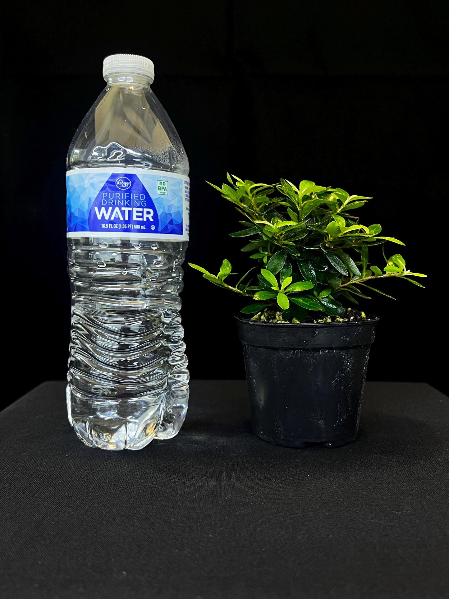 Saotume Azalea* Small Leaves Azalea* Flower | Terrarium Plants & Bonsai Specimen