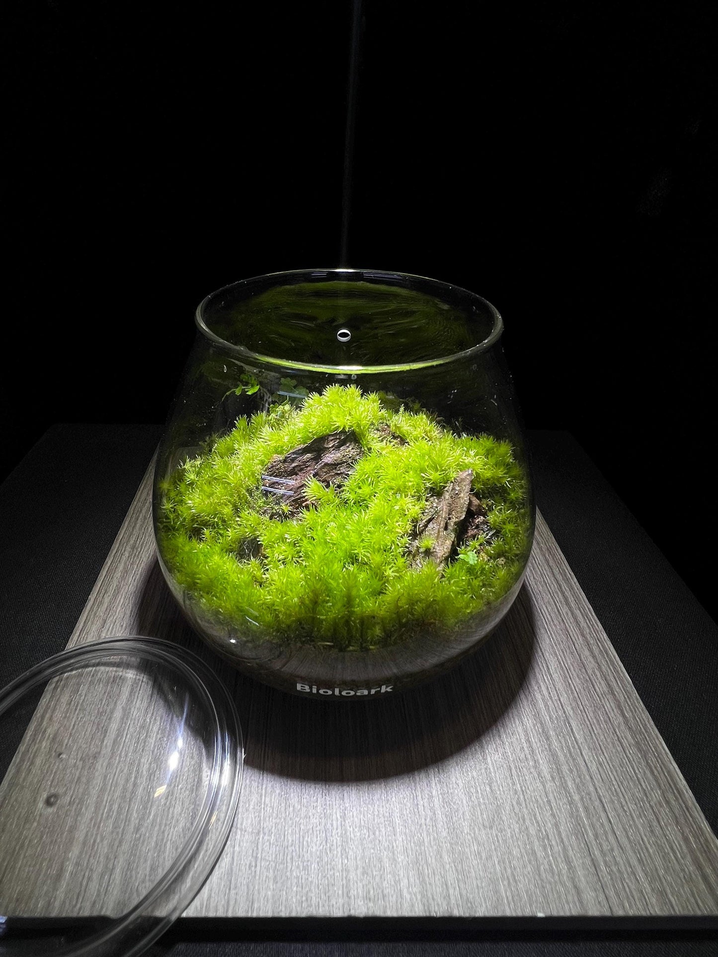 Propagate Cushion Moss Terrarium - 6-Month Natural Ecosystem | Premium Bioloark Glass Container