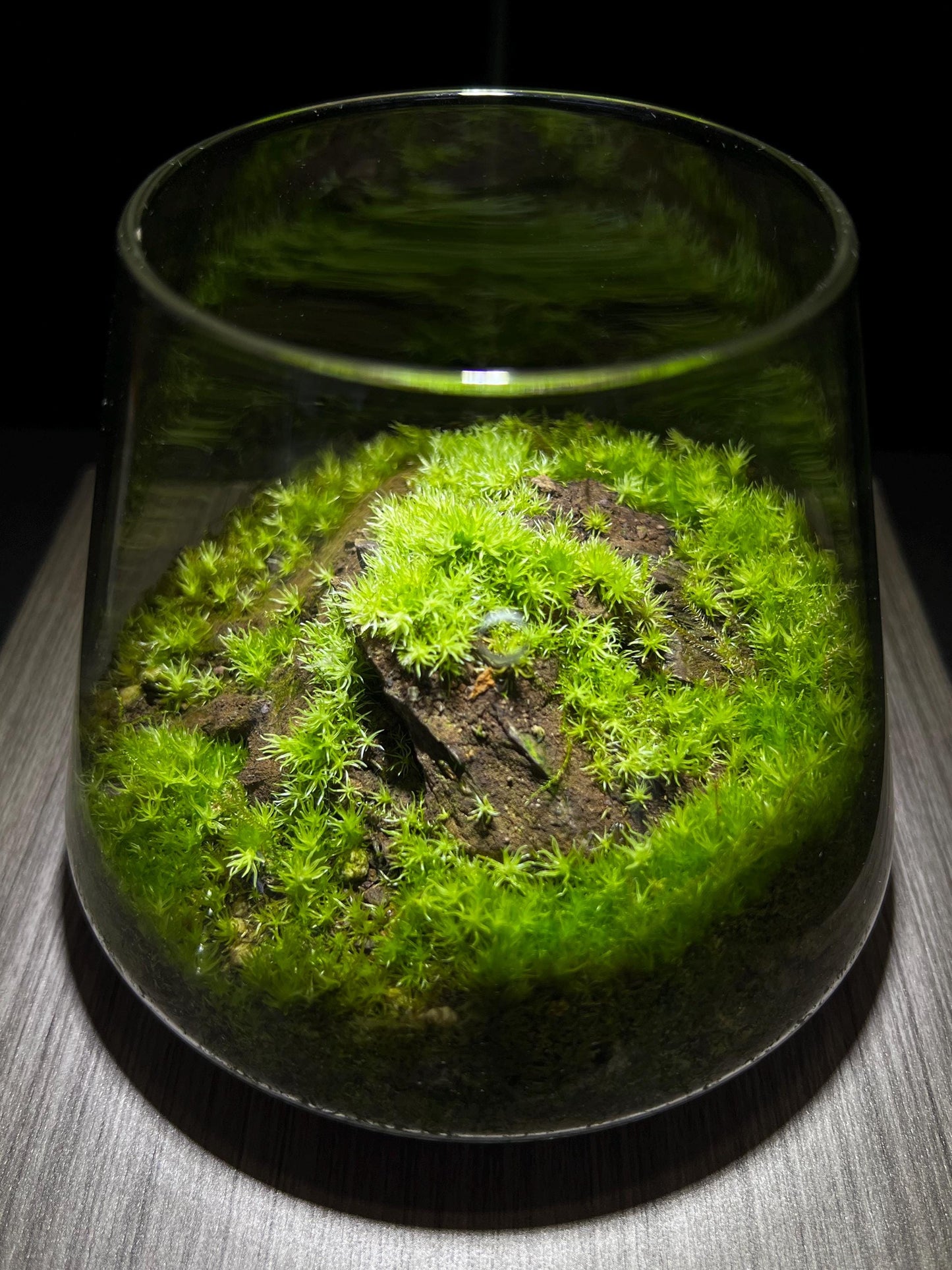 Propagate Cushion Moss Terrarium - 6-Month Natural Ecosystem | Premium Bioloark Glass Container