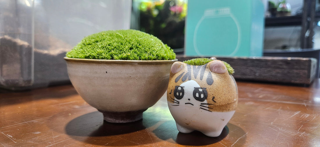 Cushion Moss Pot