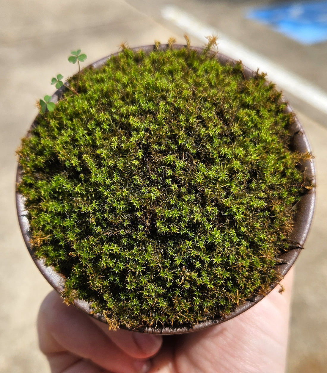 Star moss