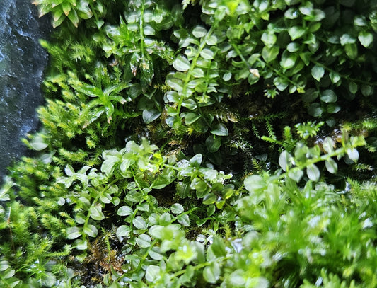 Plagiomnium moss