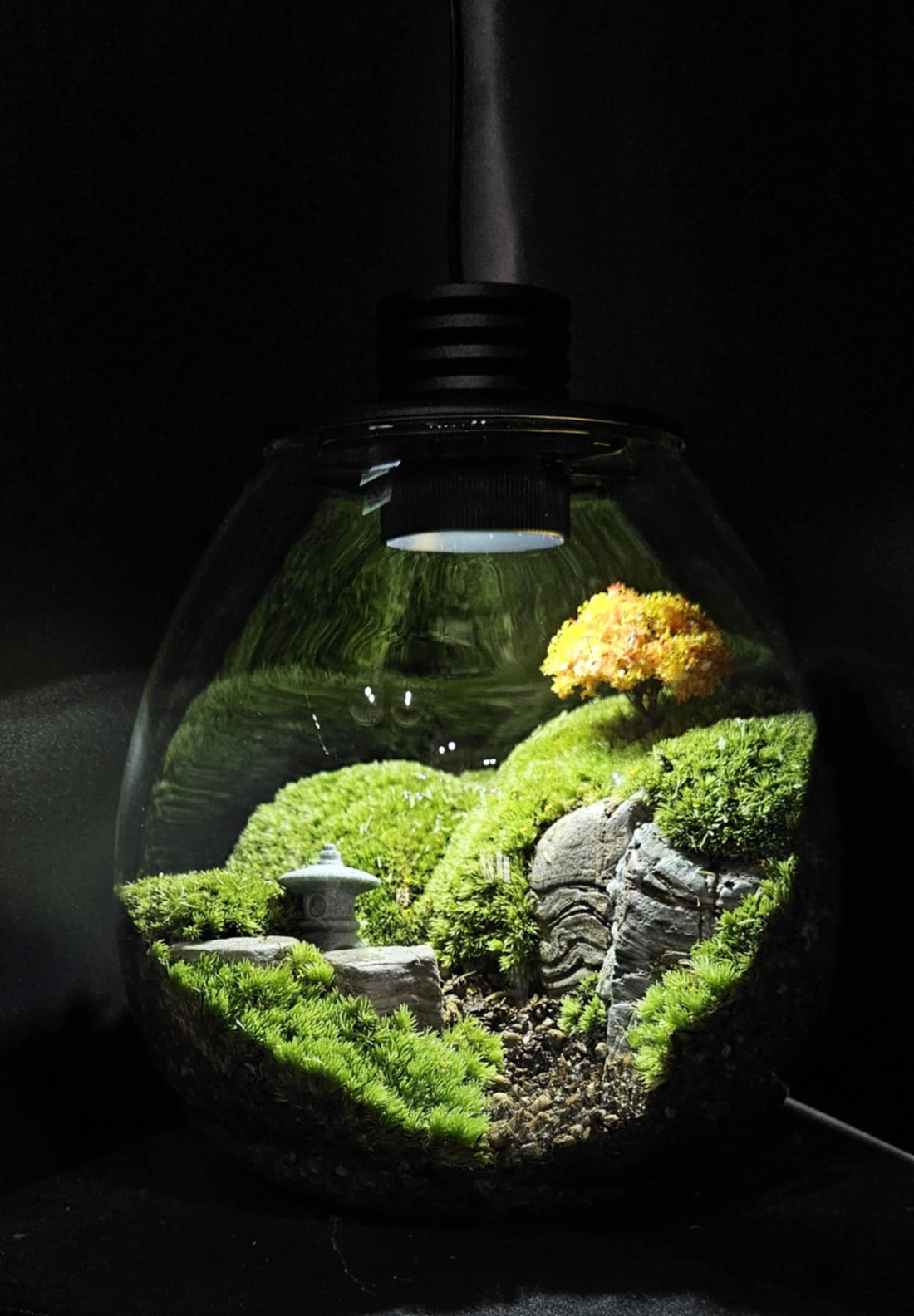 Medium Cushion Moss Terrarium