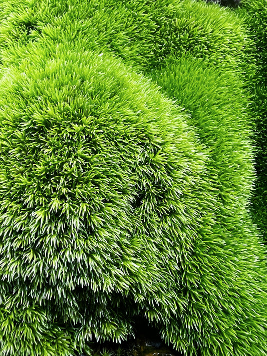 Cushion moss