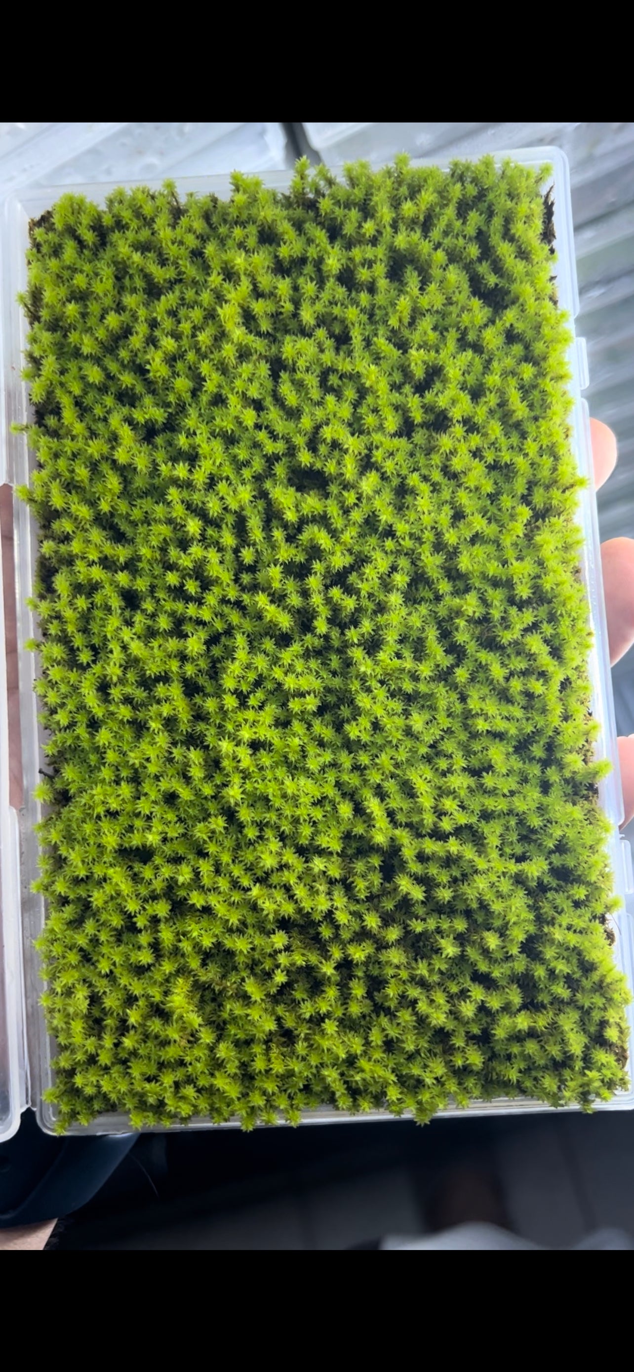 Live Clean and High quality planted Sheet Moss & Cushion Moss for Terrarium  and Gardens *Cultivated Moss *