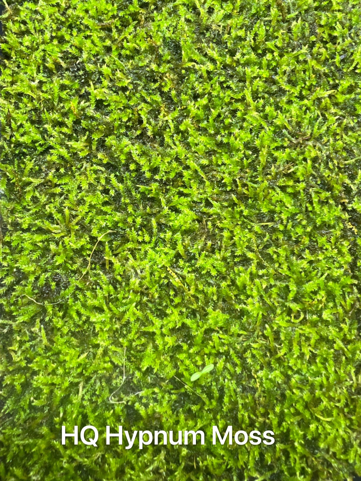 Live Clean and High quality planted Sheet Moss & Cushion Moss for Terrarium and Gardens *Cultivated Moss *