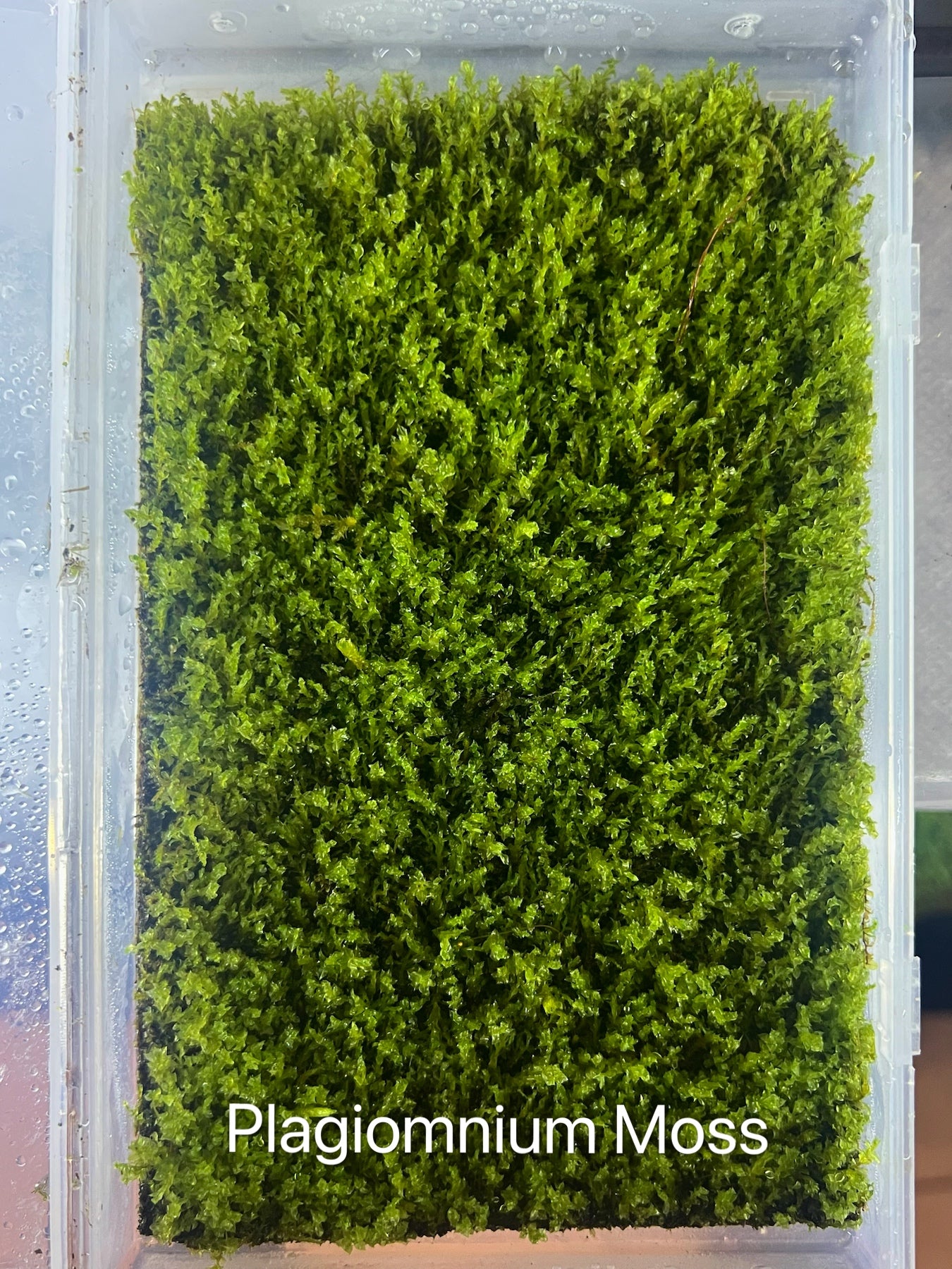 Live Clean and High quality planted Sheet Moss & Cushion Moss for Terrarium and Gardens *Cultivated Moss *