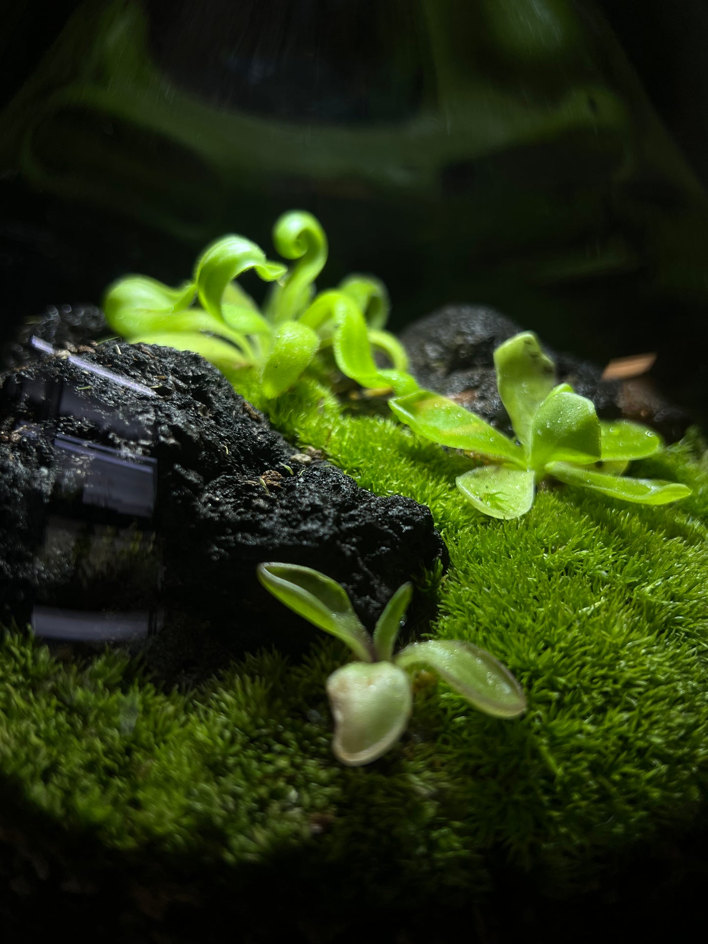 2/21-22 Terrarium Workshop Booking