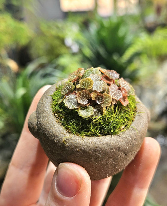 Moss Micro Strawberry Pot