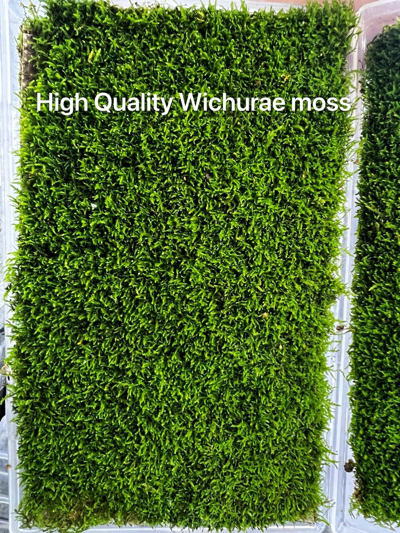 Live Clean and High quality planted Sheet Moss & Cushion Moss for Terrarium and Gardens *Cultivated Moss *
