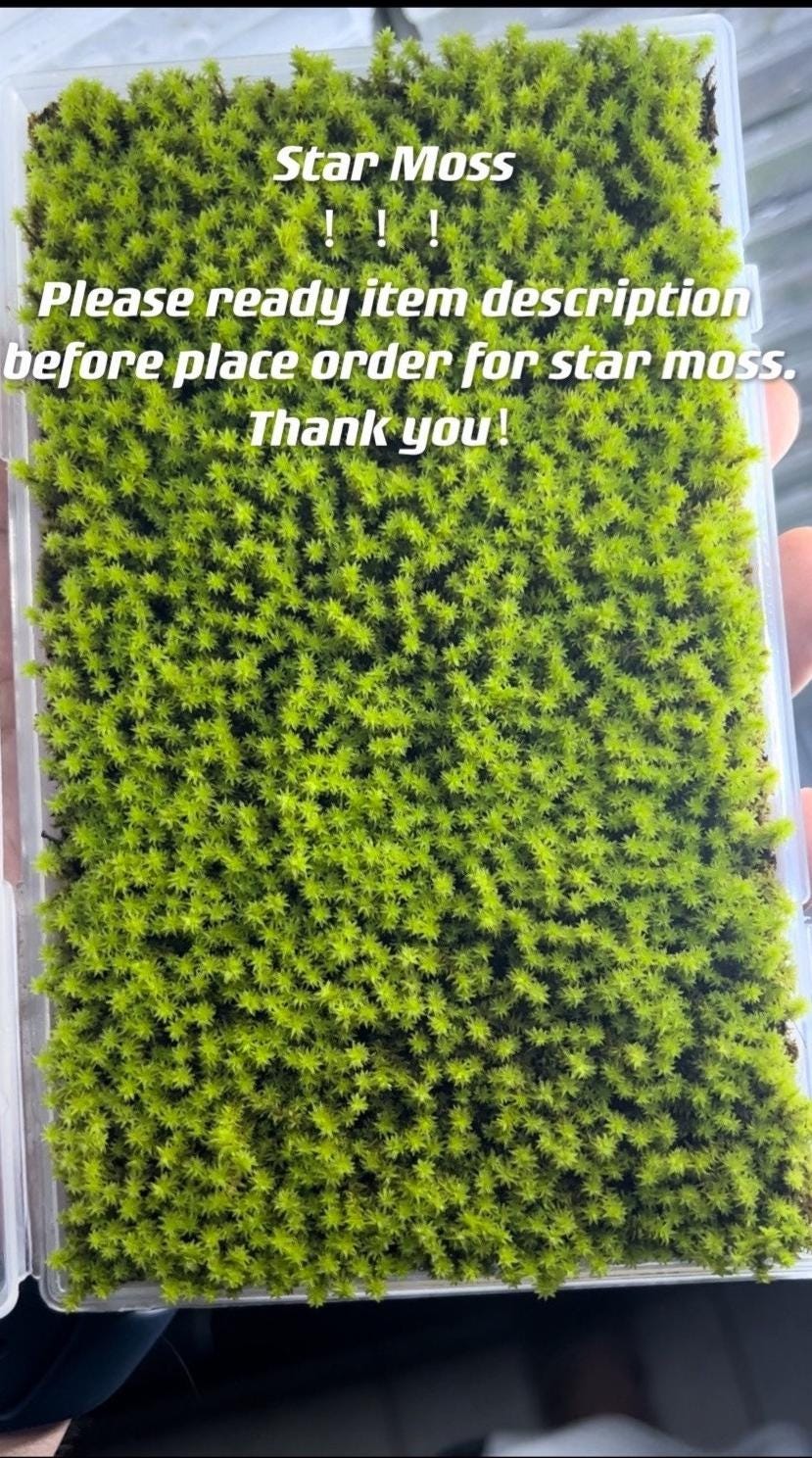 Live Clean and High quality planted Sheet Moss & Cushion Moss for Terrarium and Gardens *Cultivated Moss *