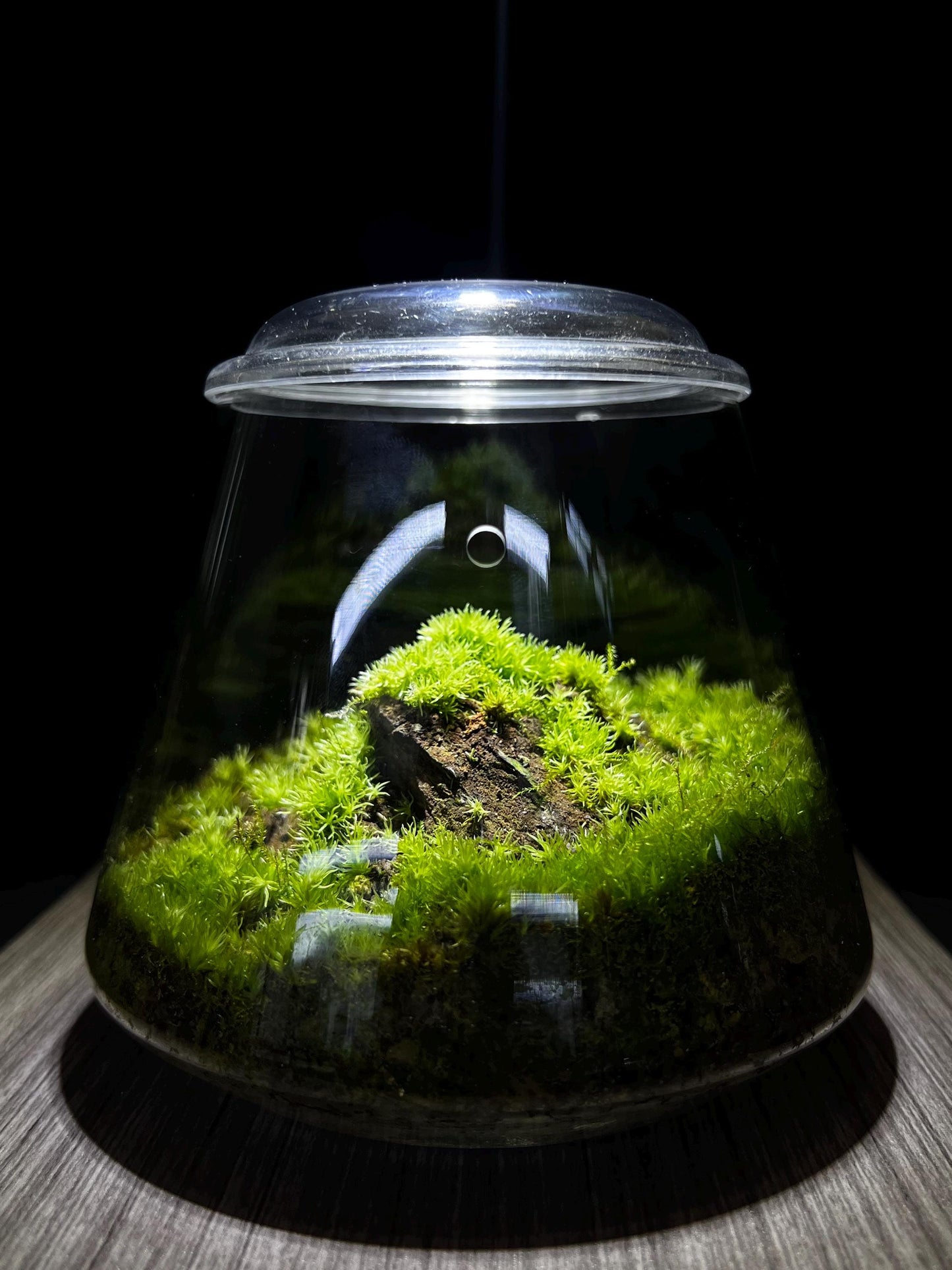 Propagate Cushion Moss Terrarium - 6-Month Natural Ecosystem | Premium Bioloark Glass Container