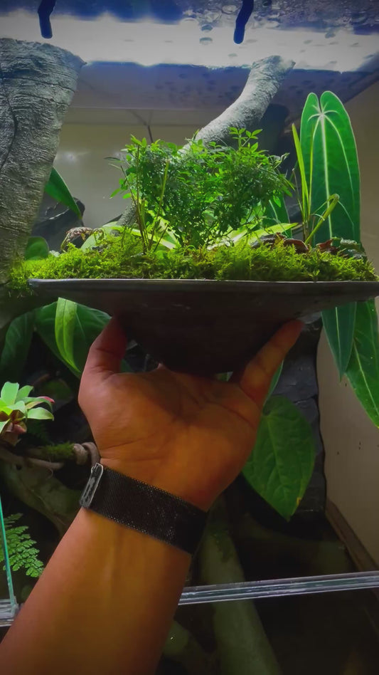 2/21-22 Terrarium Workshop Booking