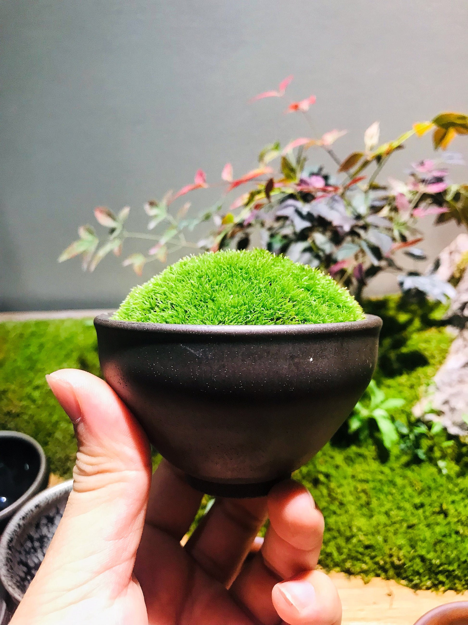 Live moss *Cushion moss cup *Jianzhan Tea cup *Mini Terrarium pot *Und –  Moss Design Gallery