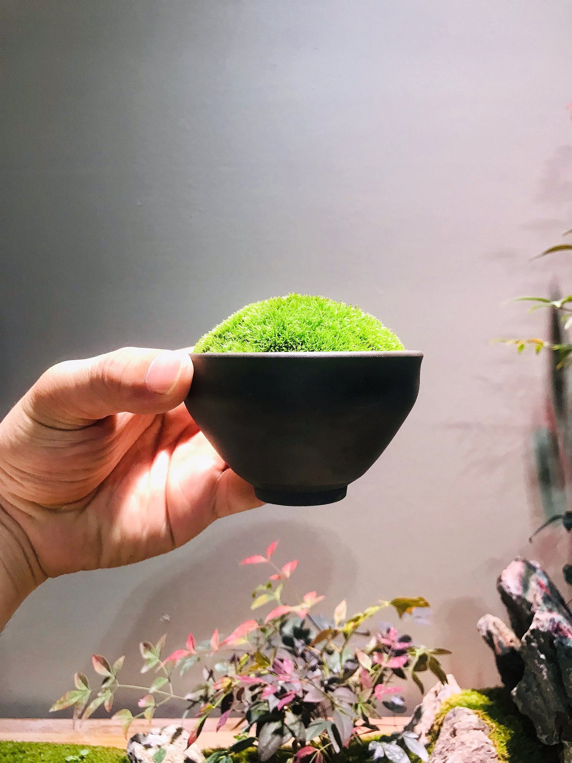 Live moss *Cushion moss cup *Jianzhan Tea cup *Mini Terrarium pot *Und –  Moss Design Gallery