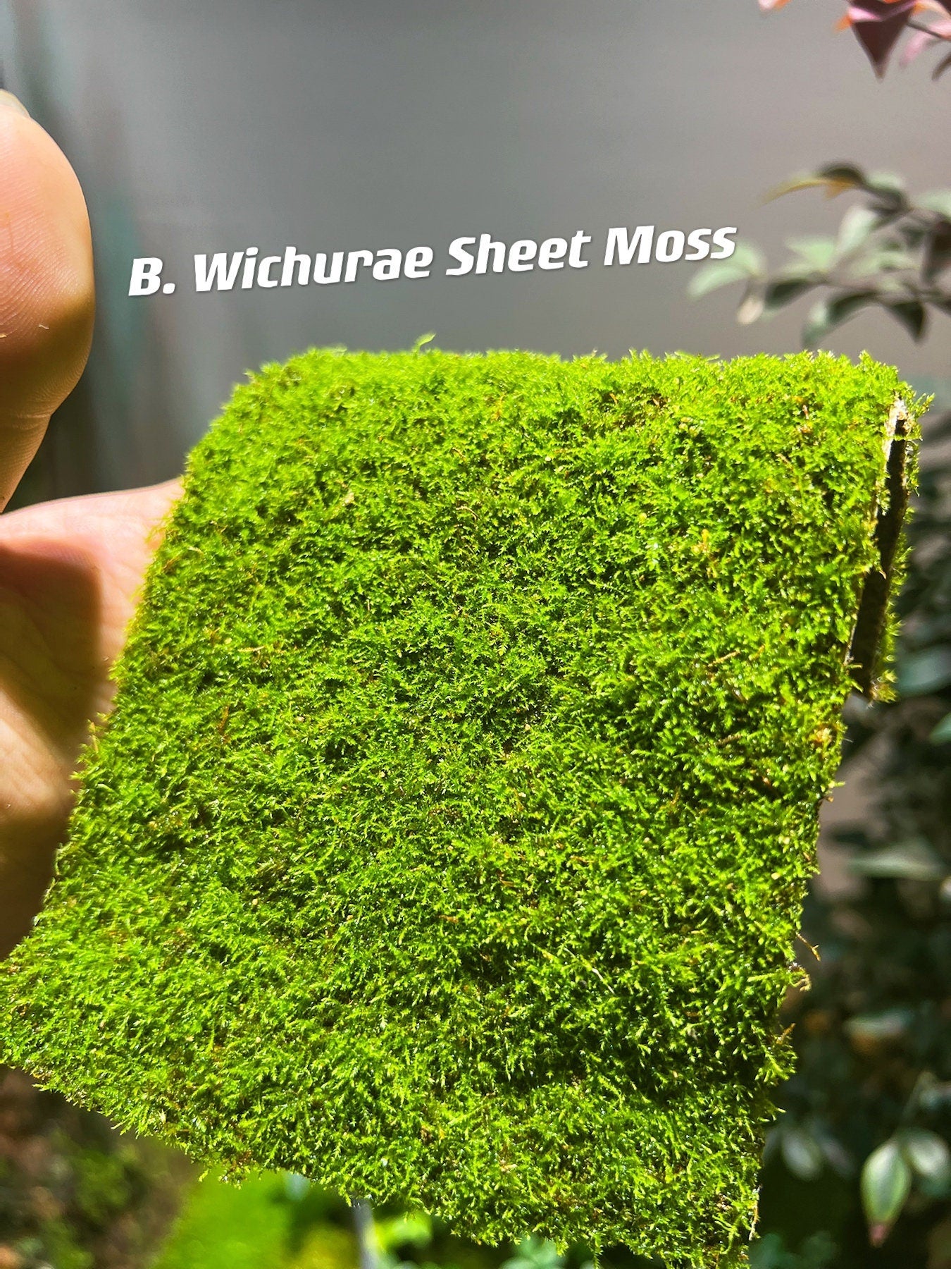 Live Clean and High quality planted Sheet Moss & Cushion Moss for