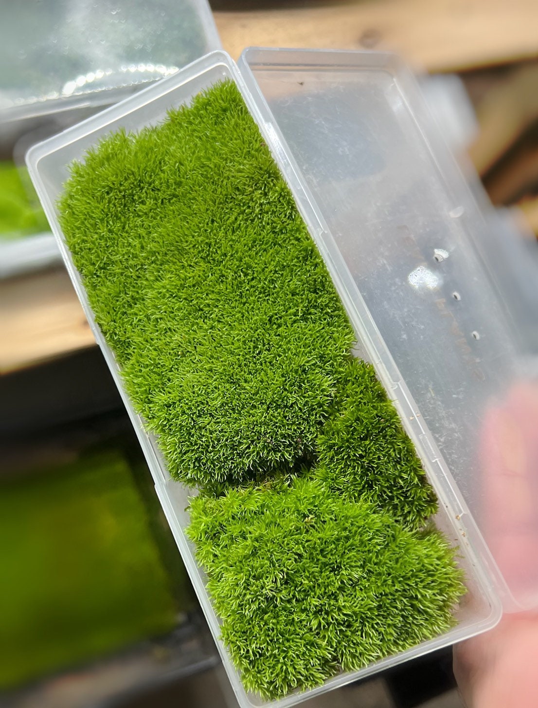 Cushion Moss 1 Gallon bag, Live moss, Great for Terrariums & Weddings and  other creations! Sheet