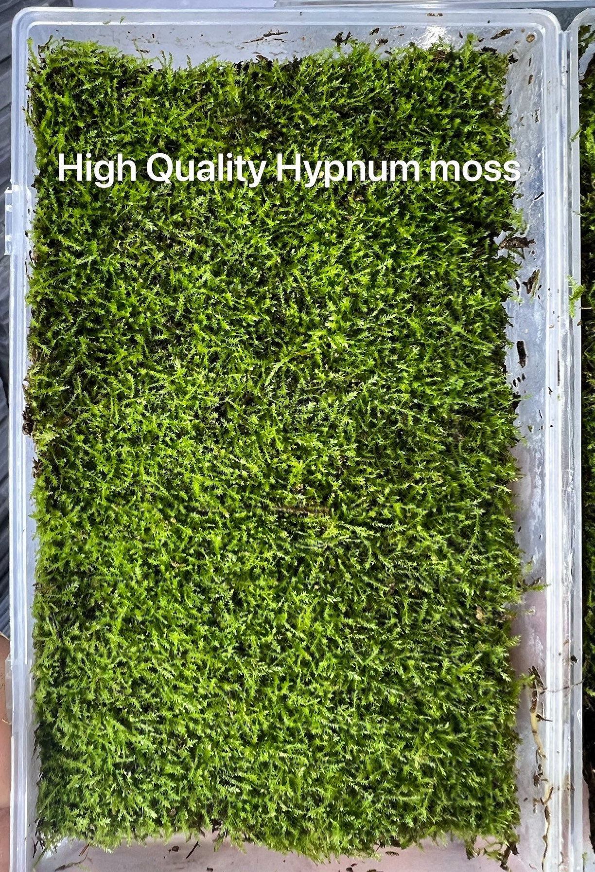 Premium Moss Growing Soil Mix *Terrarium Soil Mix* *House Plant Soil Mix*  2.2 lb