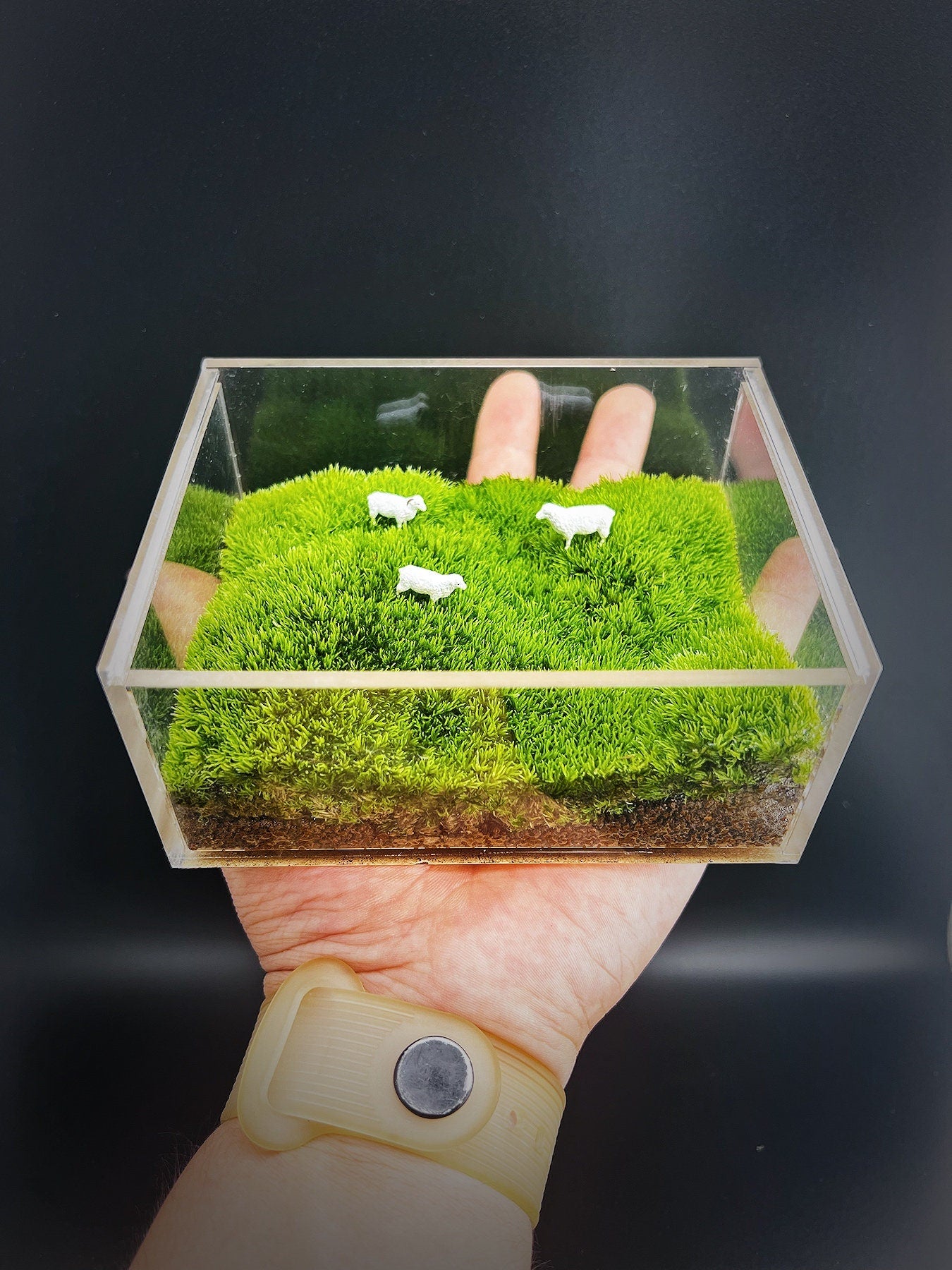 Moss box* Live moss* Cushion moss* Gifts – Moss Design Gallery